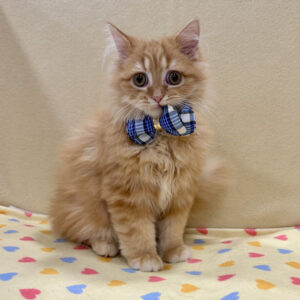 Alternative view of ラガマフィン