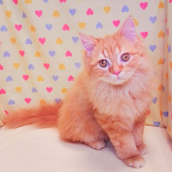 ラガマフィン - 画像 (2)