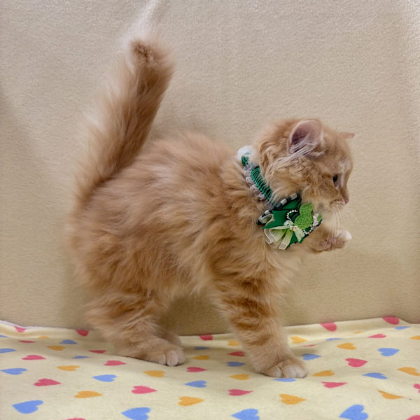 ラガマフィン - 画像 (4)