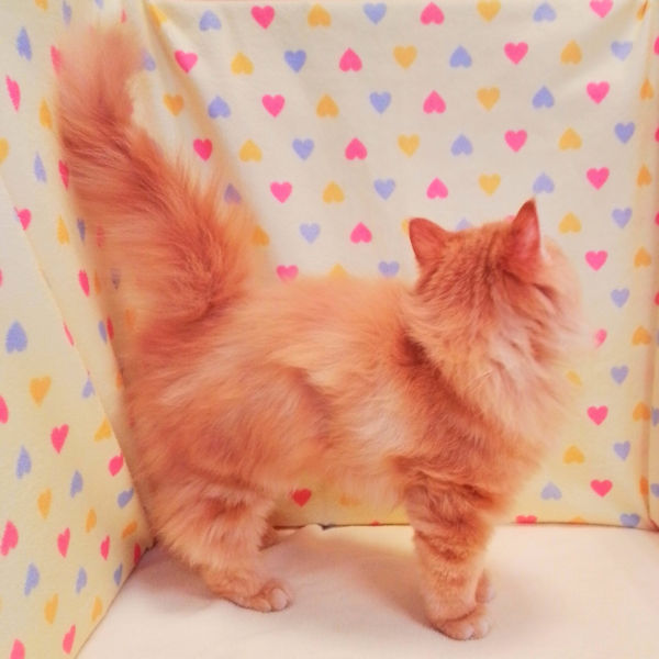 ラガマフィン - 画像 (3)