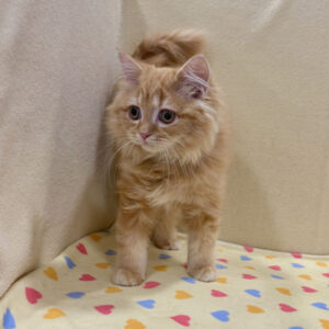 Alternative view of ラガマフィン