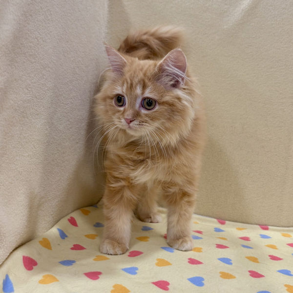 ラガマフィン - 画像 (2)