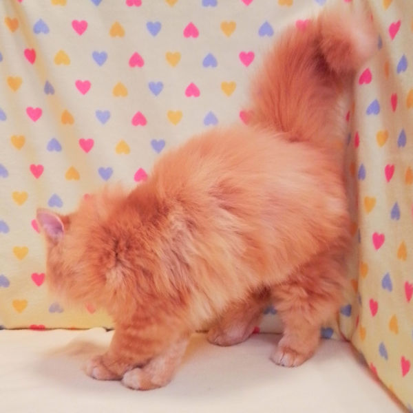 ラガマフィン - 画像 (4)