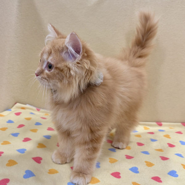 ラガマフィン - 画像 (5)