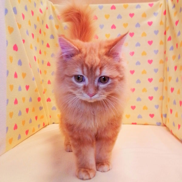 ラガマフィン - 画像 (5)