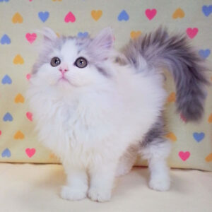 Alternative view of ラガマフィン