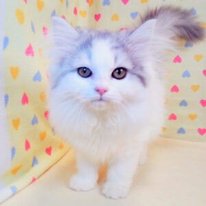 Alternative view of ラガマフィン