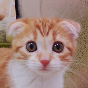 スコティッシュ・フォールド