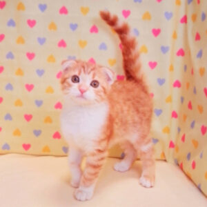 Alternative view of スコティッシュ・フォールド