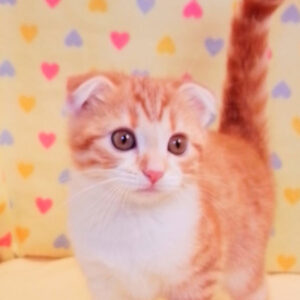 スコティッシュ・フォールド