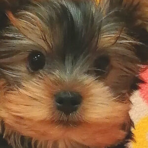 ヨークシャー・テリア