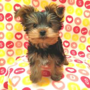 Alternative view of ヨークシャー・テリア