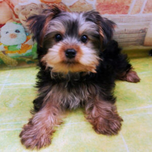 Alternative view of ヨークシャー・テリア