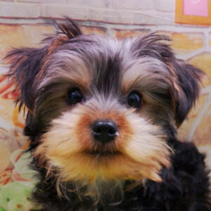 ヨークシャー・テリア