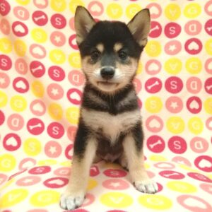 Alternative view of 柴