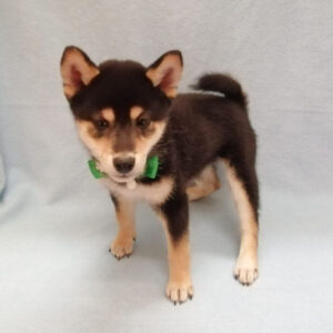 Alternative view of 柴