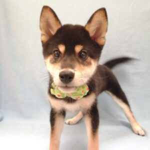 Alternative view of 柴