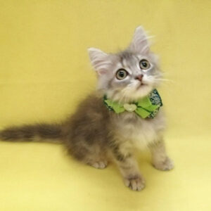 Alternative view of ラガマフィン