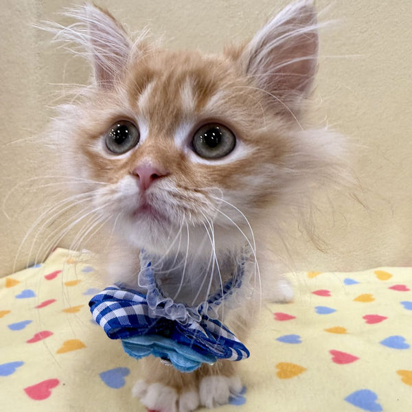 サイベリアン - 画像 (3)