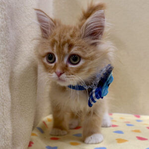 Alternative view of サイベリアン