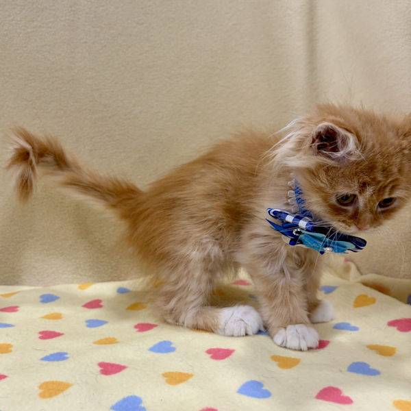 サイベリアン - 画像 (4)