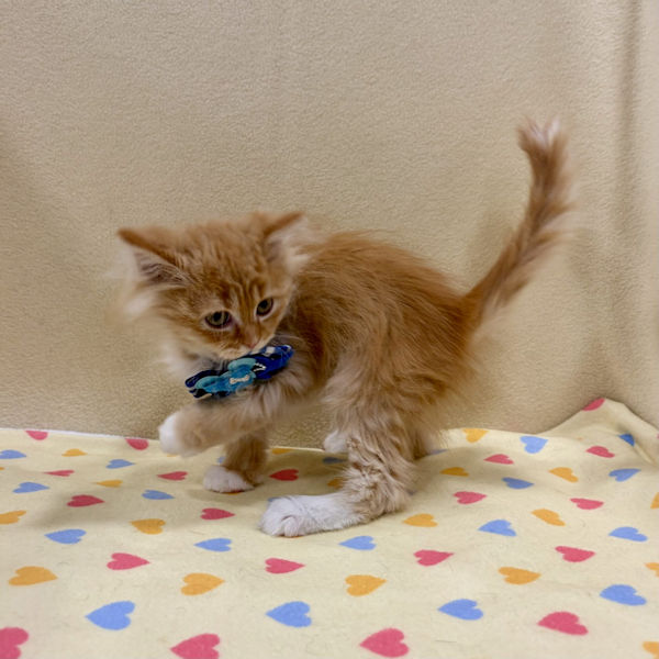 サイベリアン - 画像 (5)