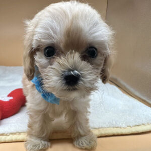 Alternative view of ミックス犬