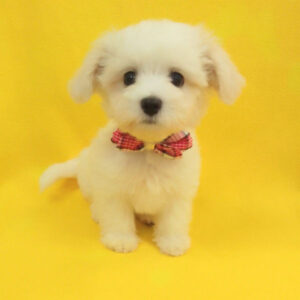 Alternative view of ミックス犬