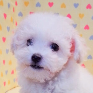 ビション・フリーゼ