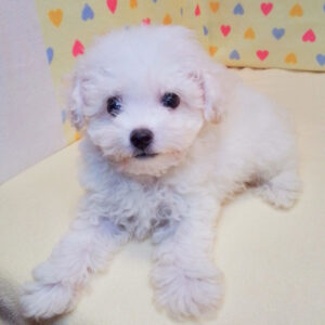 Alternative view of ビション・フリーゼ