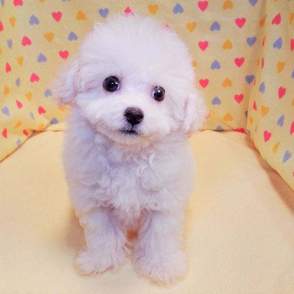 ビション・フリーゼ - 画像 (2)