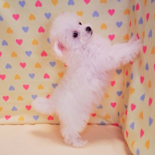 ビション・フリーゼ - 画像 (3)