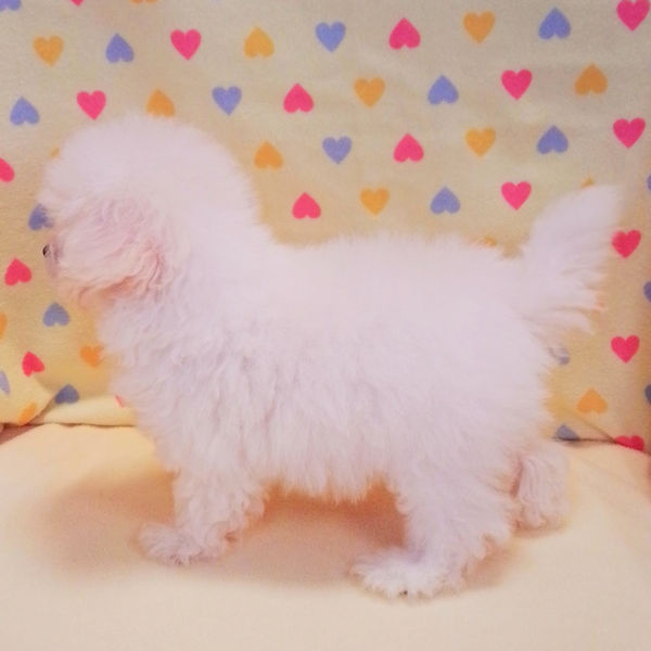 ビション・フリーゼ - 画像 (4)