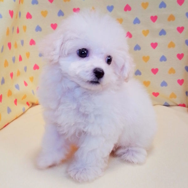 ビション・フリーゼ - 画像 (5)