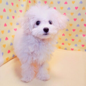 Alternative view of ビション・フリーゼ