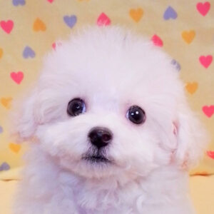 ビション・フリーゼ