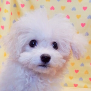 ビション・フリーゼ