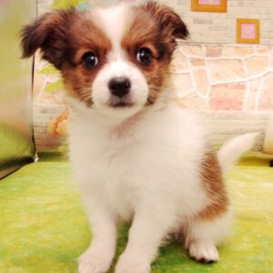 Alternative view of ミックス犬