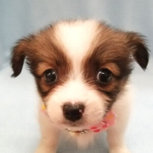 ミックス犬