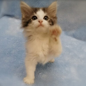 ノルウェージャン・フォレスト・キャット - 画像 (3)