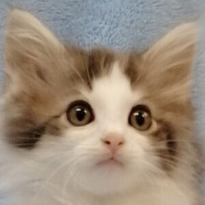 ノルウェージャン・フォレスト・キャット