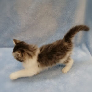 ノルウェージャン・フォレスト・キャット - 画像 (5)