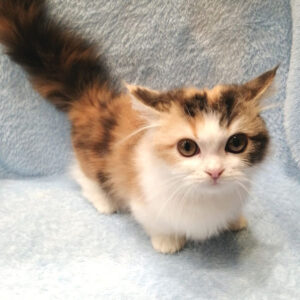 Alternative view of ミヌエット