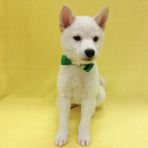 Alternative view of 豆柴