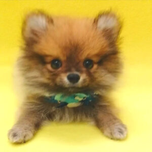 Alternative view of ポメラニアン