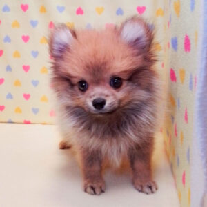 Alternative view of ポメラニアン