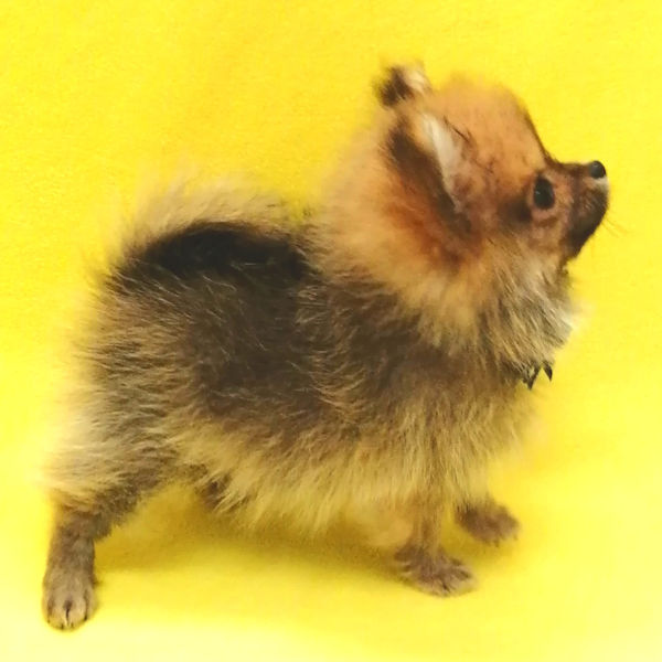 ポメラニアン - 画像 (4)