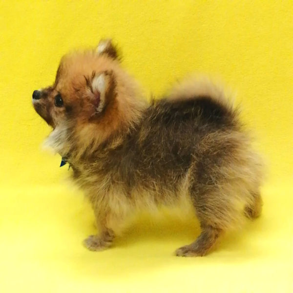 ポメラニアン - 画像 (5)