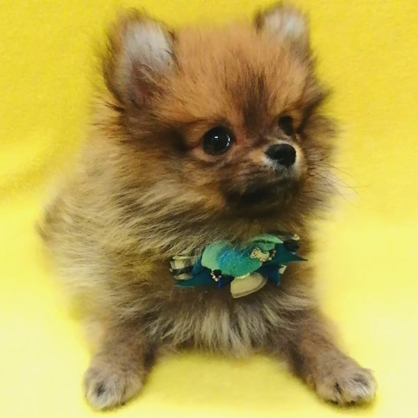 ポメラニアン - 画像 (3)