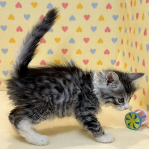 メイン・クーン・キャット - 画像 (5)